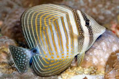 Sailfin Tang / Zebrasoma veliferum 943