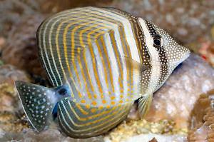 Sailfin Tang