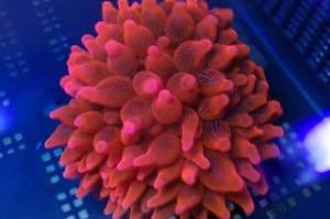 Bulb Anemone Thumbnail