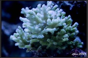 Green Dragon Acropora Thumbnail