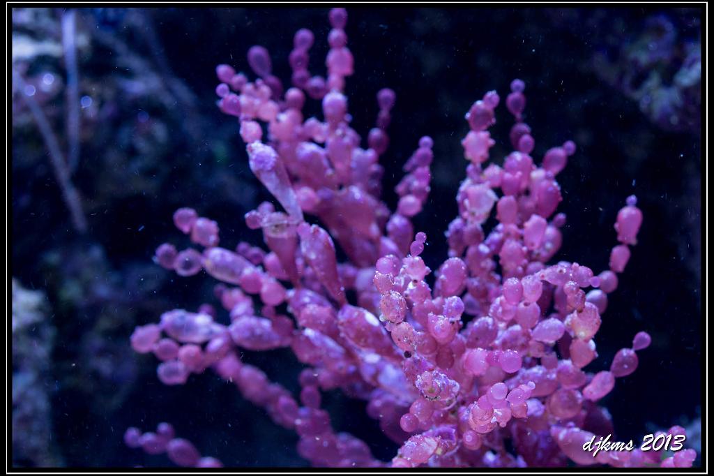 Red Grape Algae / Botryocladia sp 13