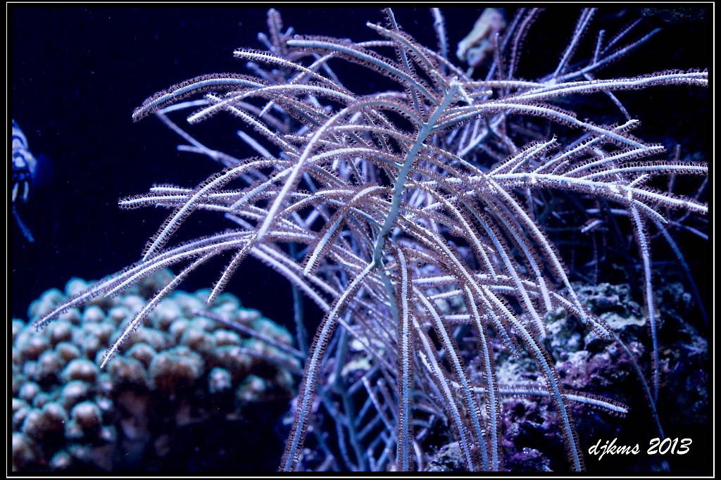 Silver Gorgonian / Gorgonia sp var Silver 9