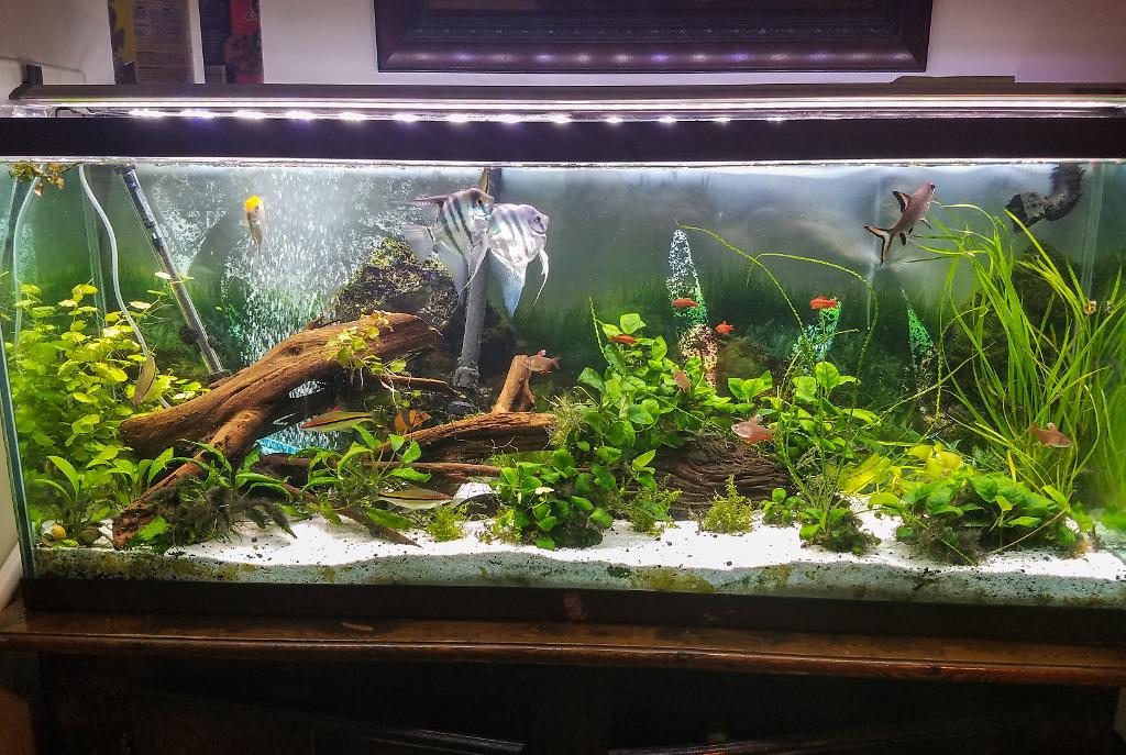 55 Planted Tank on June 4, 2017