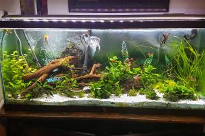 55 Planted Tank Thumbnail