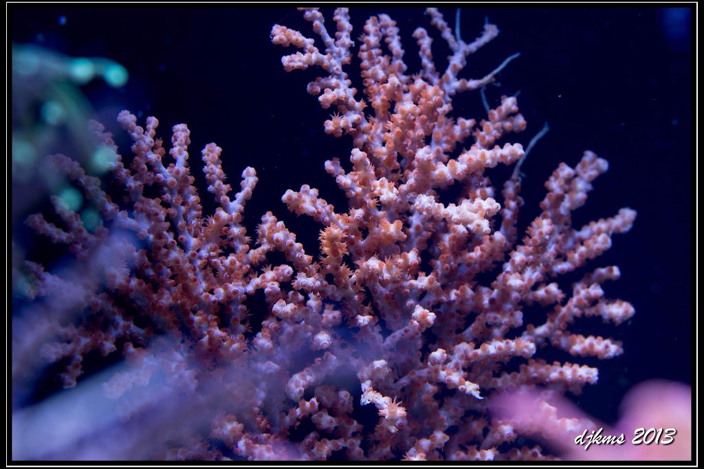 Orange Sea Fan / Gorgonia sp on Scleractinia 9