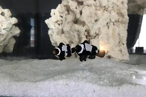 Black Snowflake Clownfish Thumbnail