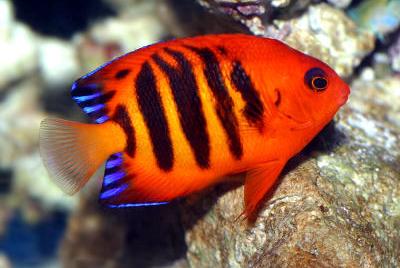 Flame Angelfish