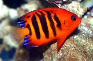 Flame Angelfish