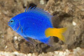 Blue Damselfish