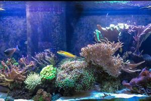 Main Display ~ Mixed Reef on June 11, 2017