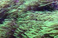 Green Starburst Polyp Thumbnail