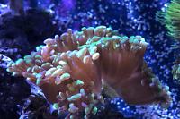 Hammer Anchor Coral Branching Thumbnail