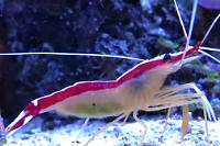 Red Line Cleaner Shrimp Thumbnail