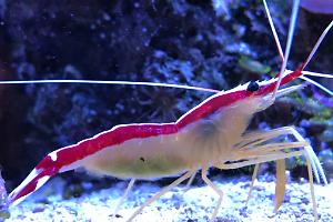 Red Line Cleaner Shrimp Thumbnail