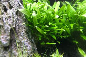 Green Cryptocoryne Thumbnail