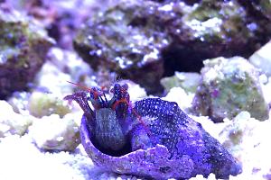 Mexican Red Leg Hermit Crab Thumbnail