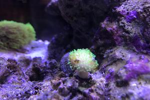 Neon Green Toadstool Leather Coral Thumbnail