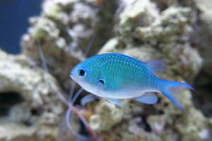 Blue/Green Reef Chromis Thumbnail