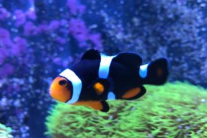 Onyx Clown Fish Thumbnail