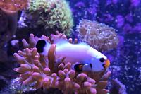 ORA® Black Ocellaris Clownfish Thumbnail