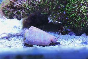 Fighting Conch Thumbnail