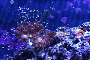 Stylophora Coral Thumbnail