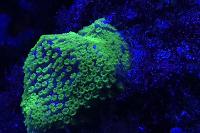 Montipora sp Thumbnail