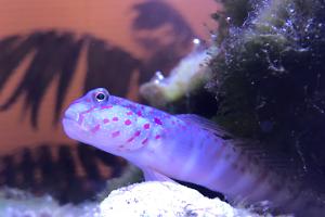 Pink Spotted Watchman Goby