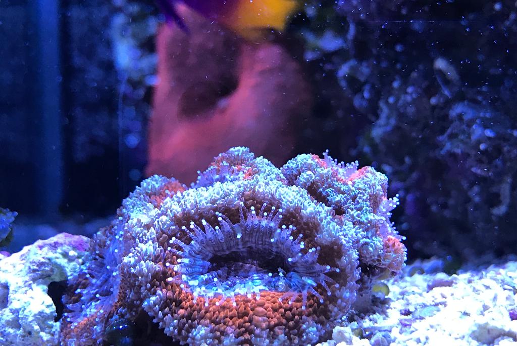 Lordhowensis Coral