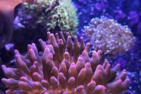 Rose Bubble Tip Anemone Thumbnail