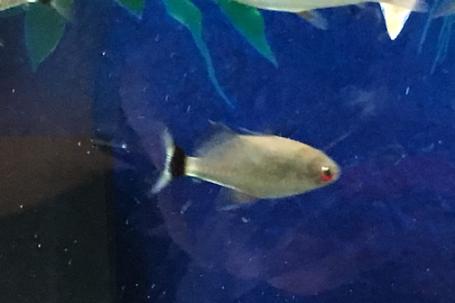 Red Eye Tetra Thumbnail