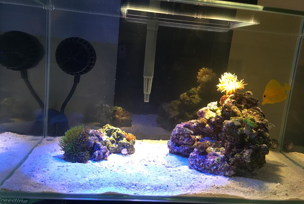 My Aquarium on June 19, 2017