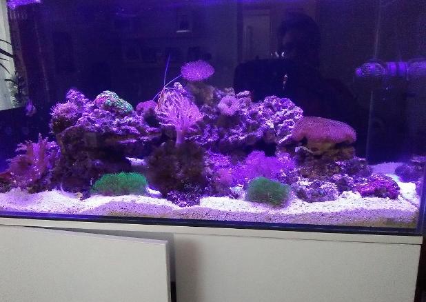 My Aquarium on June 22, 2017