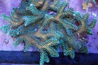 Green Birdsnest Coral Thumbnail