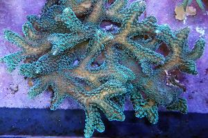 Green Birdsnest Coral