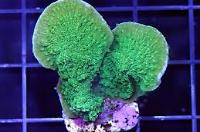 Green Leaf Plate Montipora Thumbnail