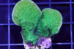 Green Leaf Plate Montipora