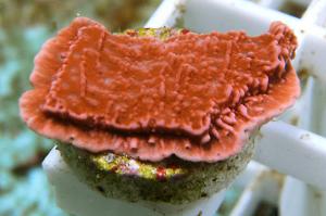 Red Leaf Plate Montipora