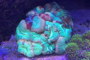 Trachyphyllia Brain Coral Thumbnail