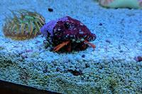 Scarlet Reef Hermit Crab Thumbnail