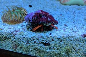 Scarlet Reef Hermit Crab