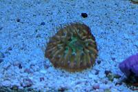 Short Tentacle Plate Coral Thumbnail