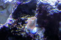 Jeti Mind Trick Montipora Thumbnail