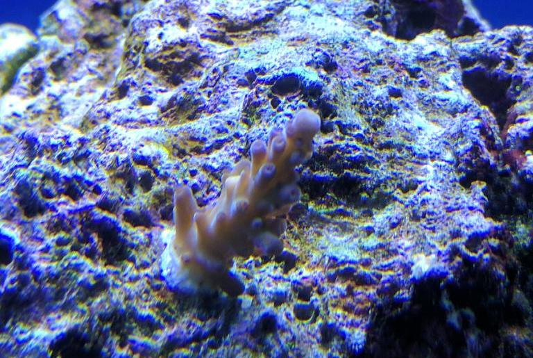 Bluecrush Tort Coral