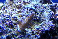 Bluecrush Tort Coral Thumbnail