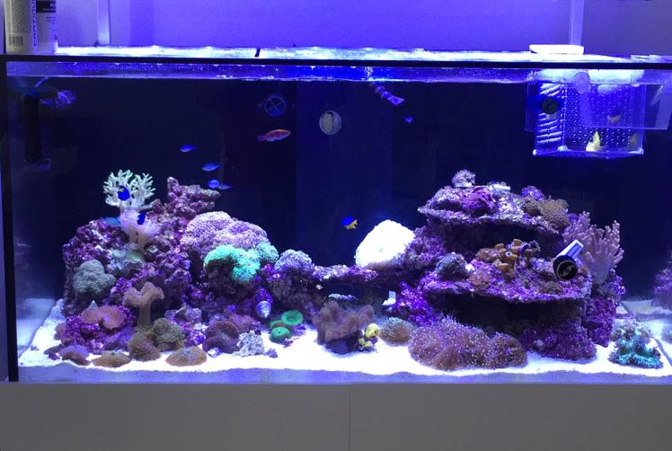 My Aquarium on Jun 25, 2017