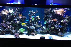 My Reef Thumbnail