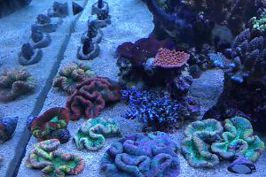 Trachyphyllia garden ..... 