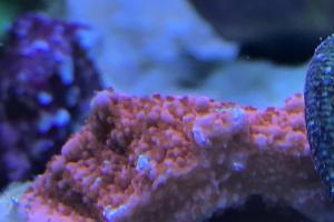 New Montipora 2