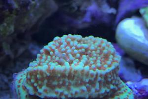 New Montipora 3